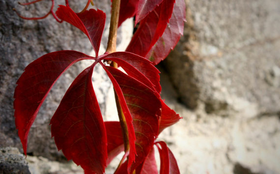 Rotes Weinlaub (Vitis Vinifera)