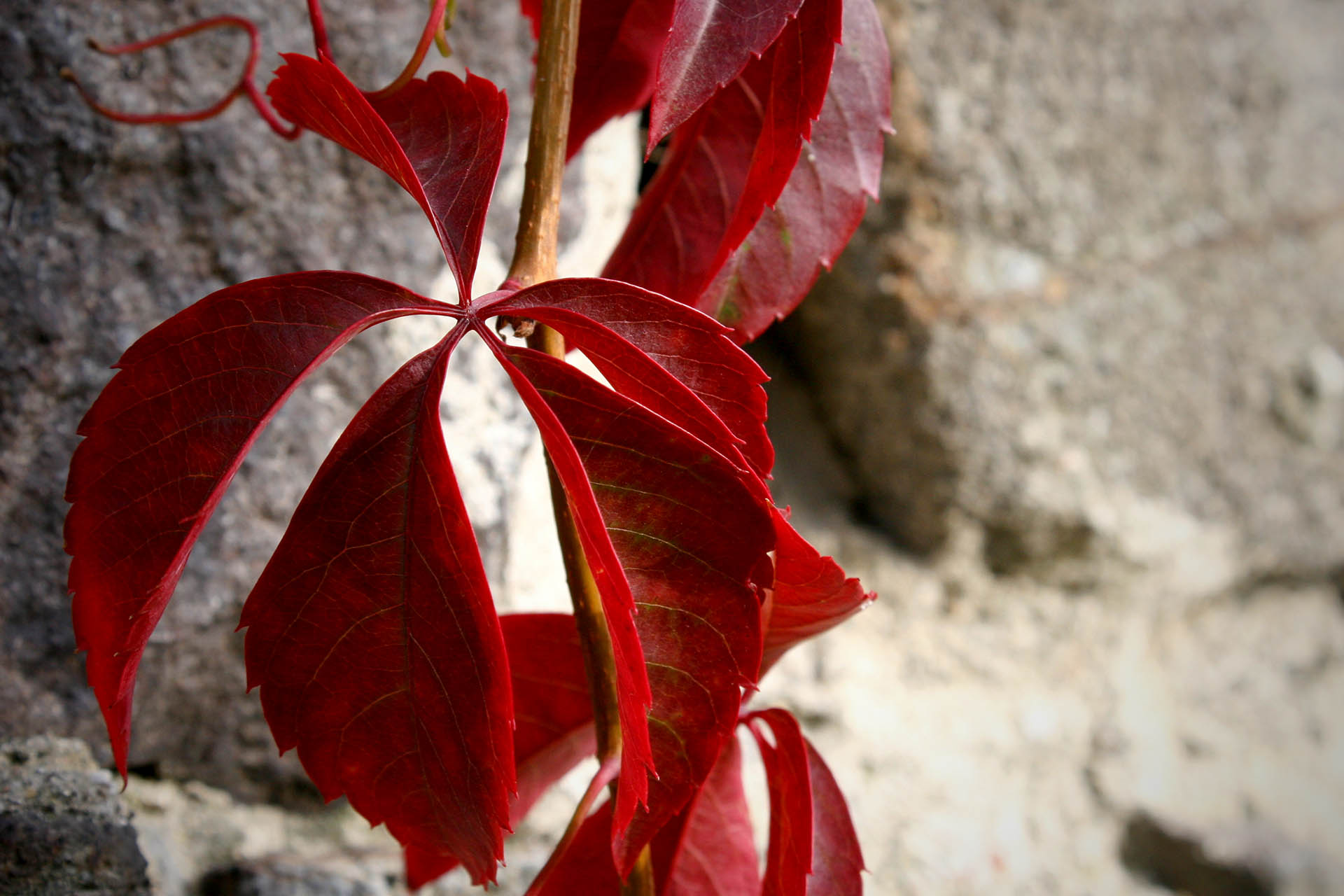 Rotes Weinlaub (Vitis Vinifera)