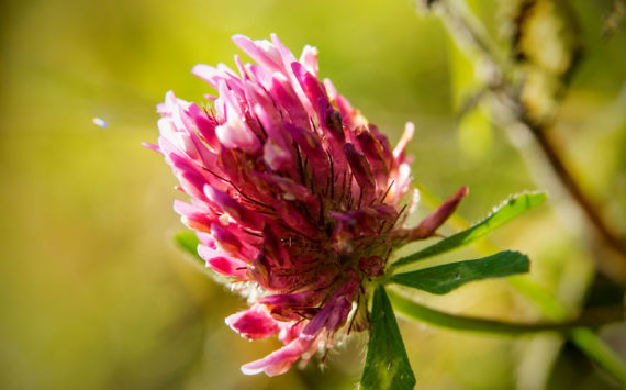 Rotklee oder trifolium pratense –  der etwas andere Womanizer