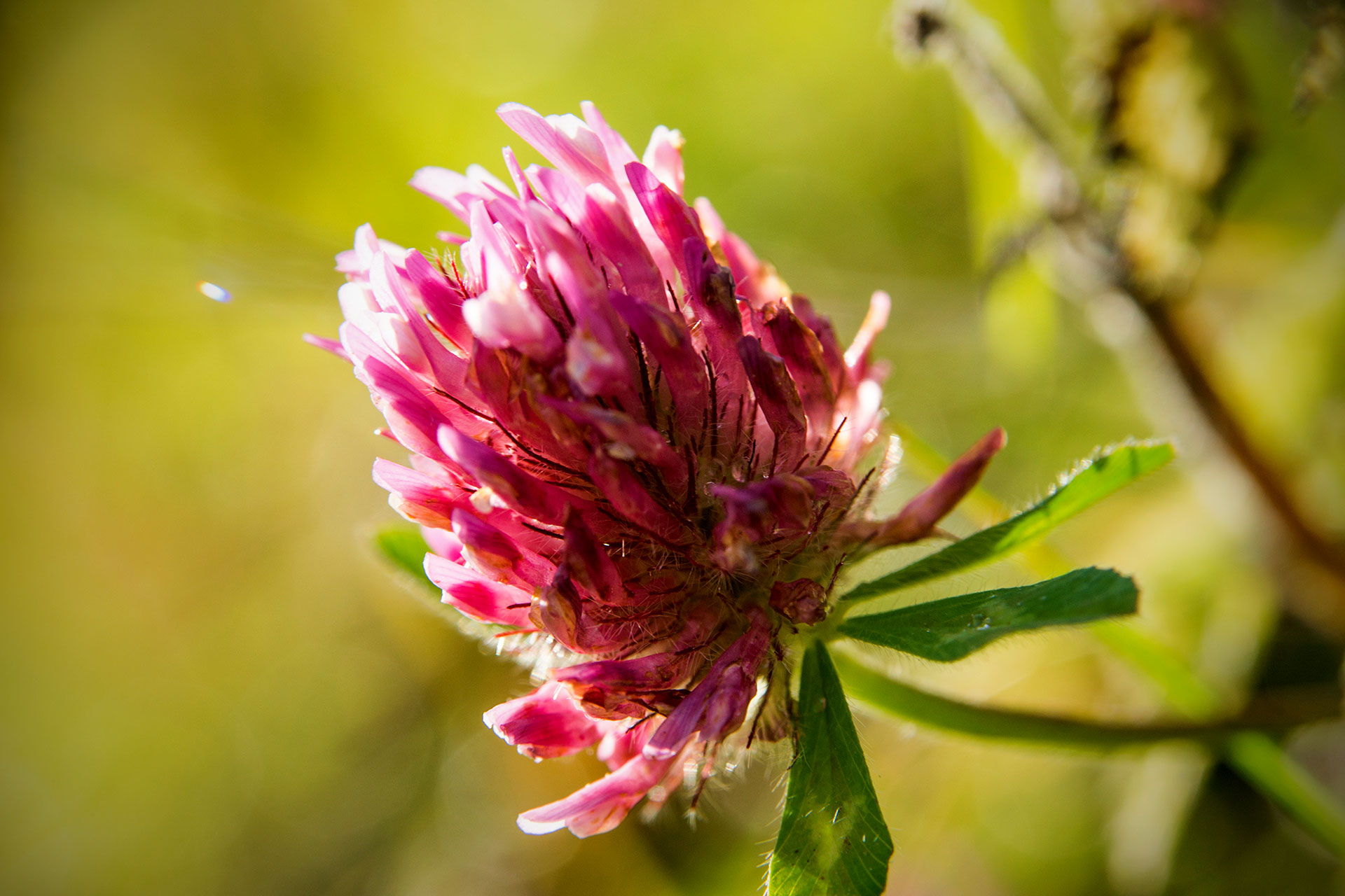 Rotklee oder trifolium pratense –  der etwas andere Womanizer