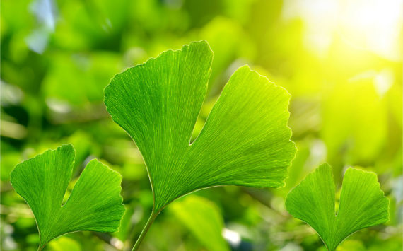 Ginkgo – „lebendes Fossil“ mit berühmtem Verehrer