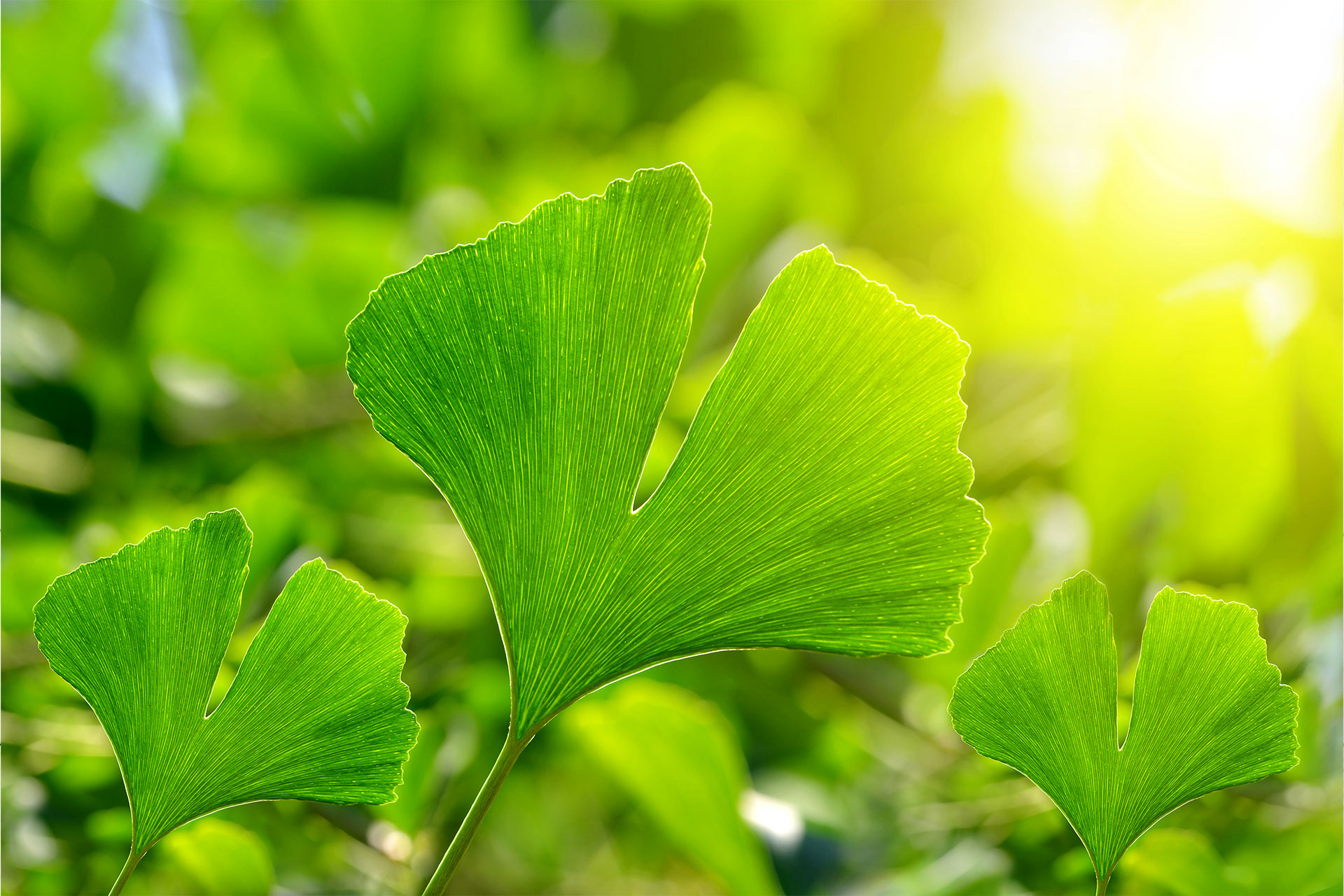 Ginkgo – „lebendes Fossil“ mit berühmtem Verehrer