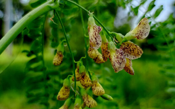 Astragalus membranaceus für mehr Lebensenergie