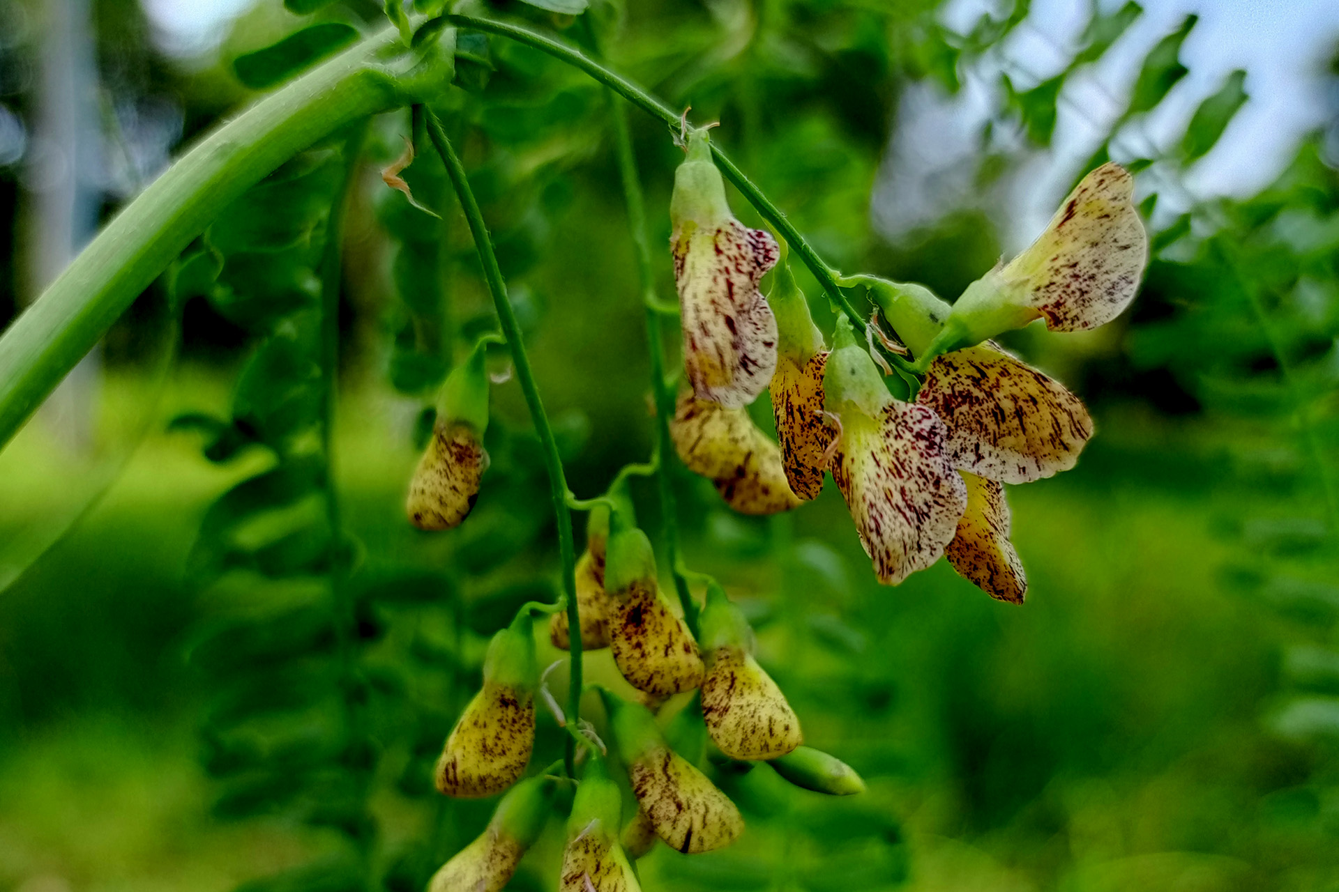 Astragalus membranaceus für mehr Lebensenergie
