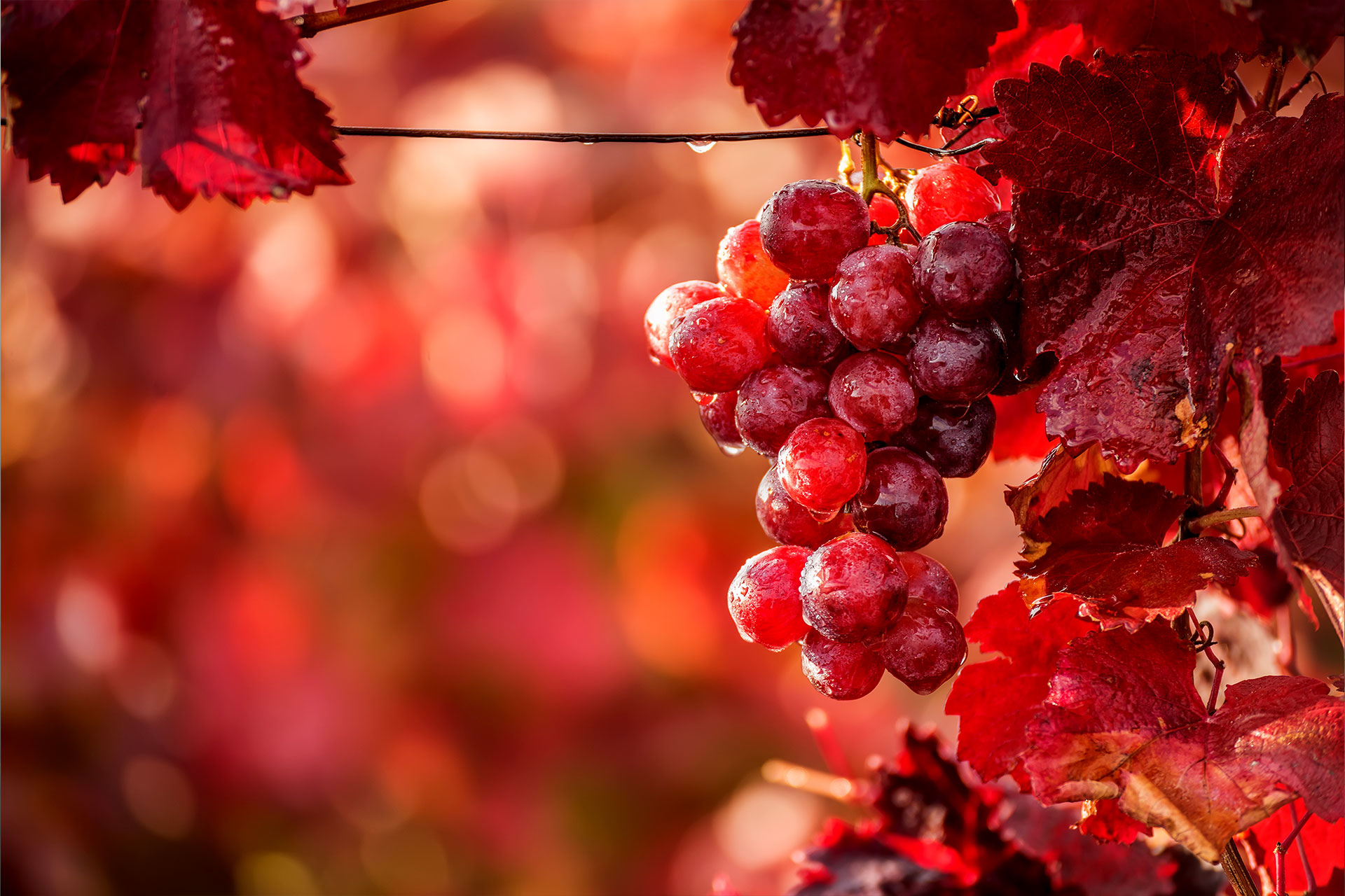 Trauben für den Wein, Laub für die Venen
