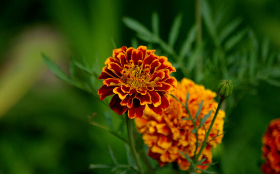 Tagetes – ein wahrer Augenschmaus